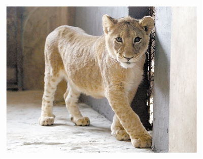 大连森林动物园新增6只非洲幼狮